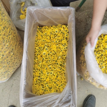 攀枝花盐边县农民自产自销菊花茶婺源皇菊花茶可视频看货。