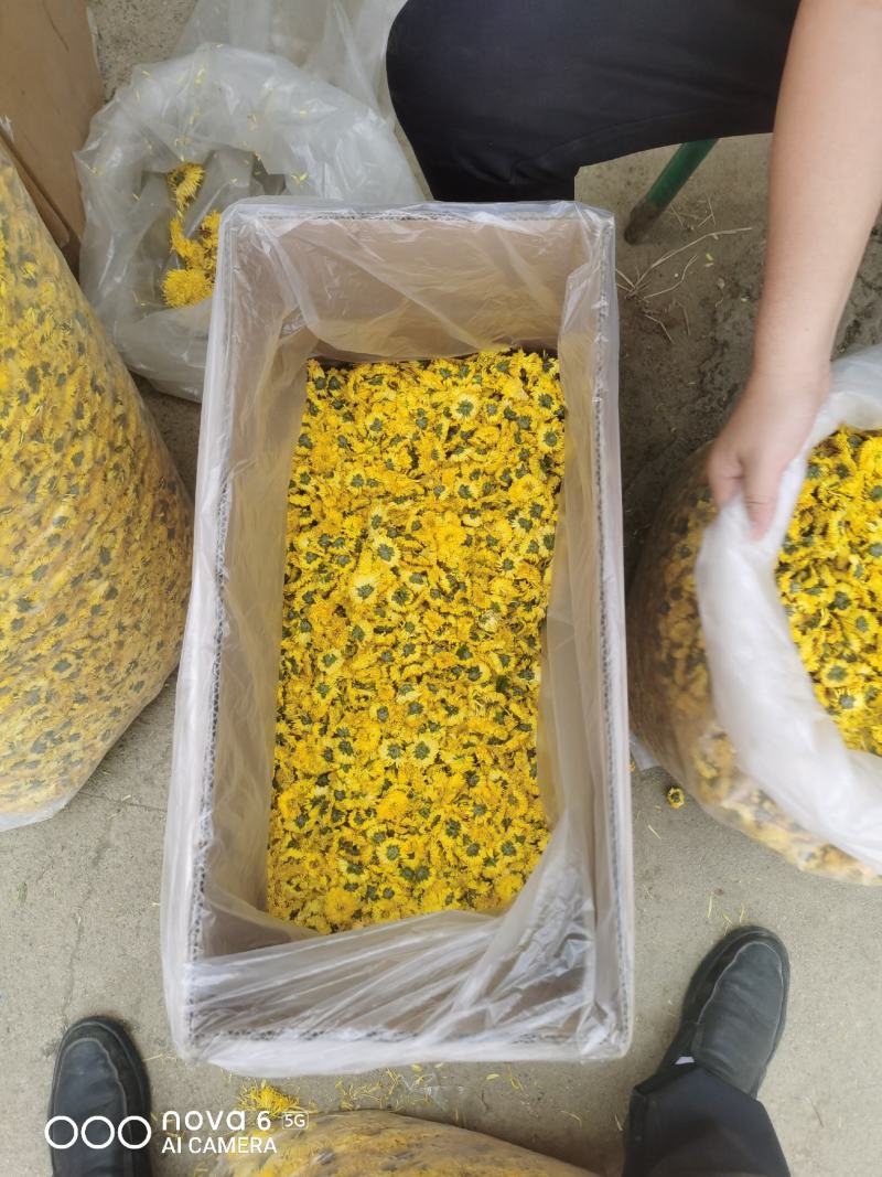 攀枝花盐边县农民自产自销菊花茶婺源皇菊花茶可视频看货。