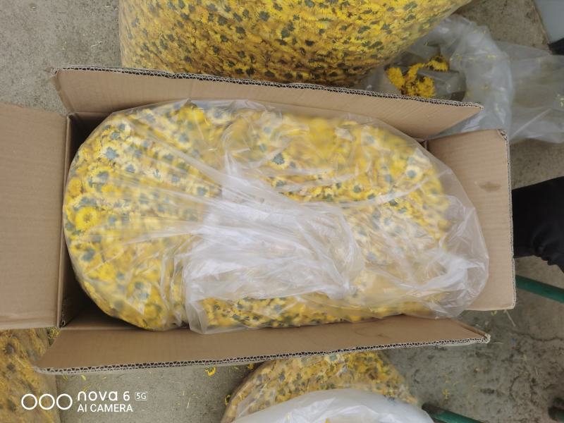 攀枝花盐边县农民自产自销菊花茶婺源皇菊花茶可视频看货。