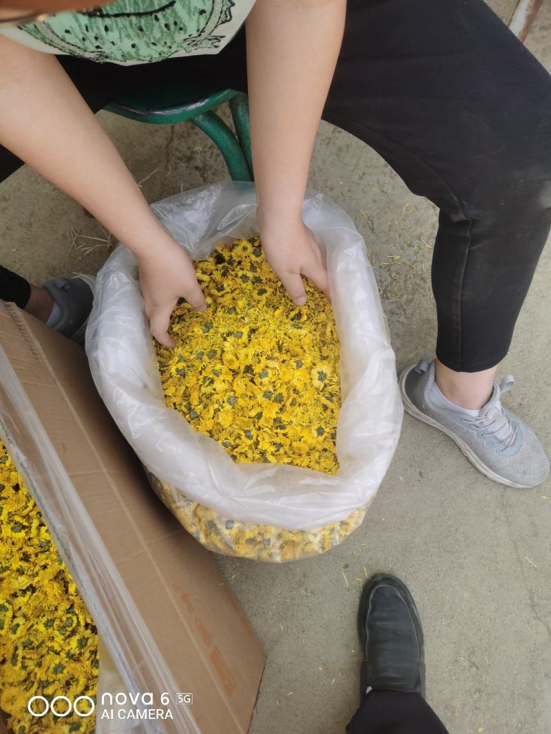 攀枝花盐边县农民自产自销菊花茶婺源皇菊花茶可视频看货。