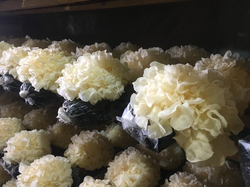 庆元散花银耳多胶糯银耳白木耳菌中燕窝润肺