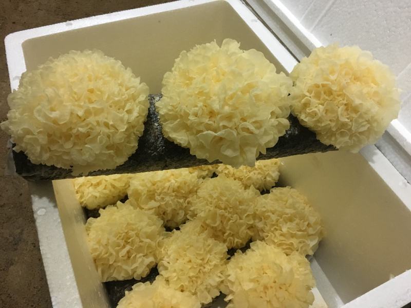 庆元散花银耳多胶糯银耳白木耳菌中燕窝润肺