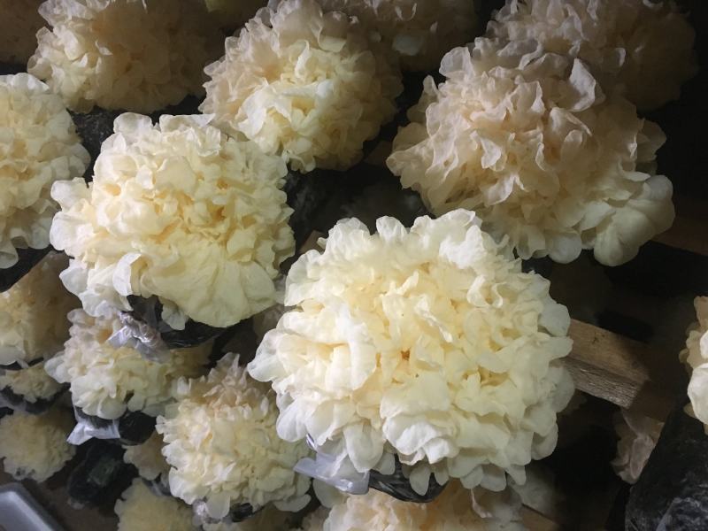 庆元散花银耳多胶糯银耳白木耳菌中燕窝润肺
