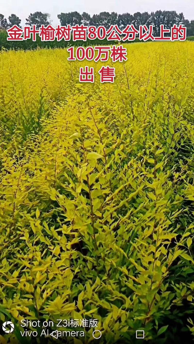 洪武绿化苗木经销处经营：各种工程苗播种及扦插小苗