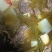 黑山羊肉新鲜土羊