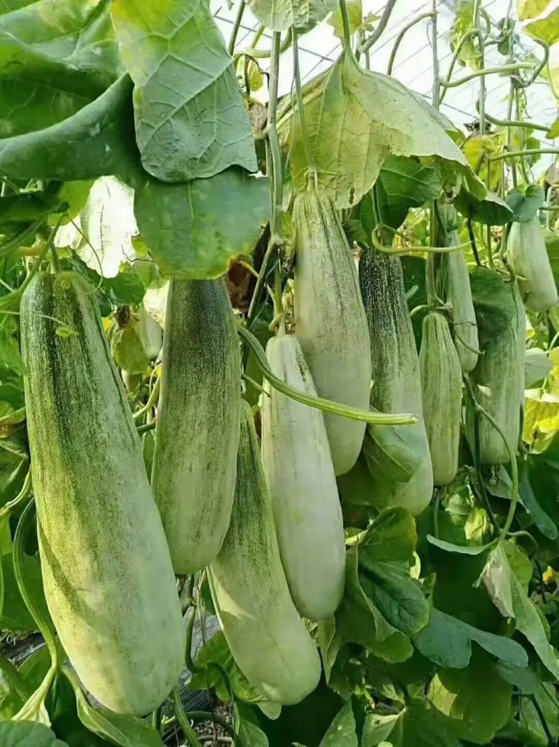 精选羊角蜜，博洋甜瓜，产地直供，电商，团购，市场代发全国