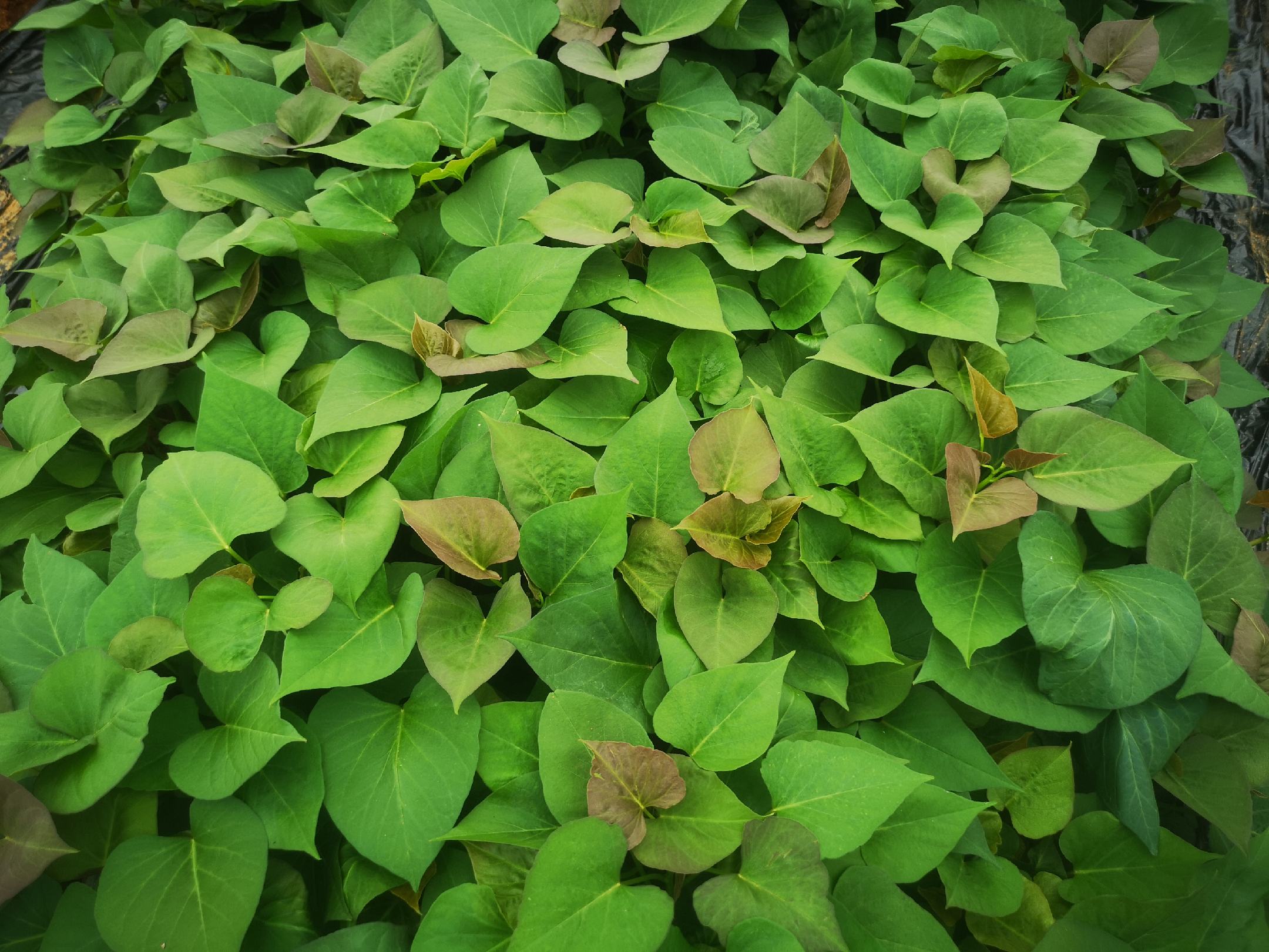 烟薯25的绿叶在阳光下摇曳