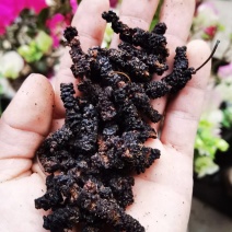 桑葚台湾长果桑桑葚干，可当茶饮，可泡酒，***无添加剂，