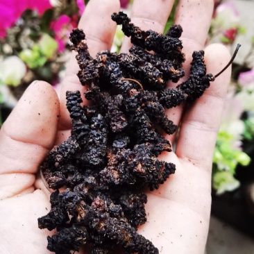 桑葚台湾长果桑桑葚干，可当茶饮，可泡酒，***无添加剂，