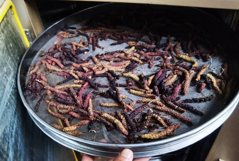 桑葚台湾长果桑桑葚干，可当茶饮，可泡酒，***无添加剂，