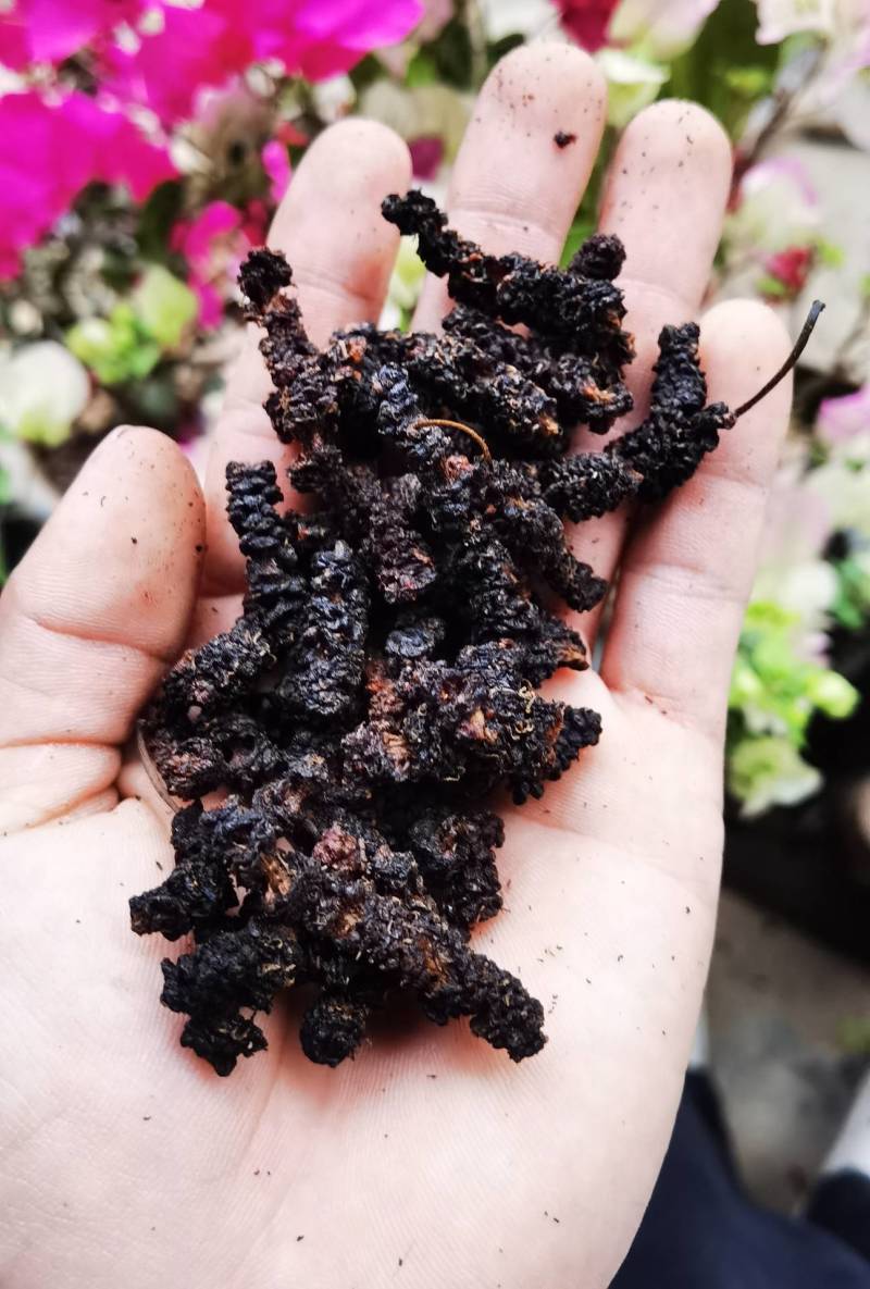 桑葚台湾长果桑桑葚干，可当茶饮，可泡酒，***无添加剂，