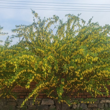 金雀锦鸡
