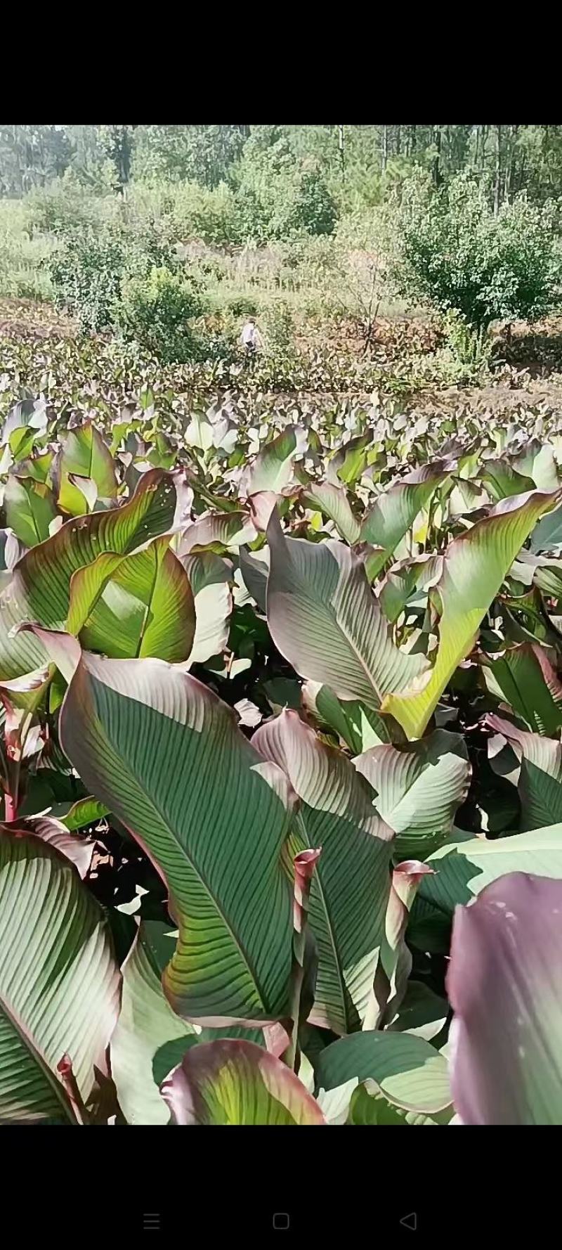 芋干，基地货源，价格优惠，可以视频看货，欢迎来电咨询