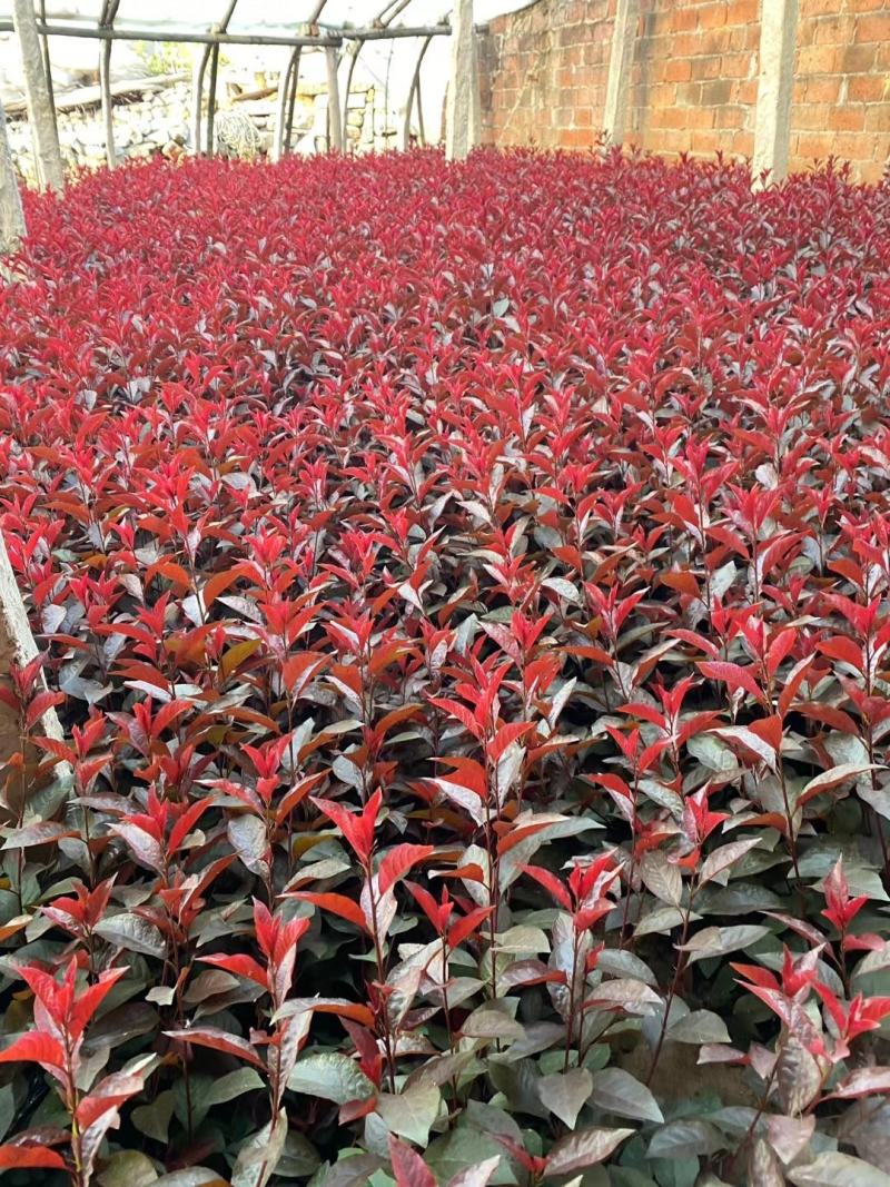 金雀锦鸡