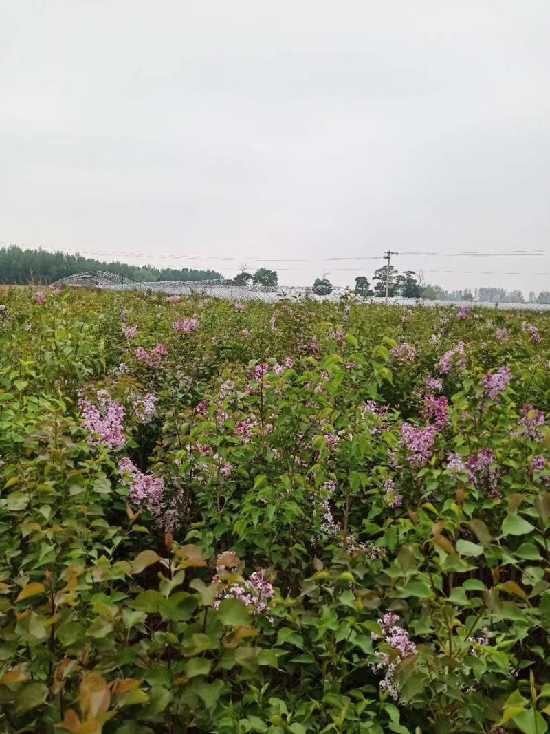金雀锦鸡