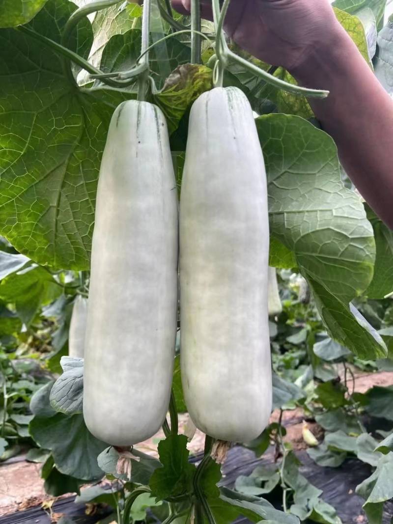 山东昌乐羊角蜜货源充足，量大从优，预购从速，欢迎老板前来