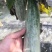 山东昌乐羊角蜜货源充足，量大从优，预购从速，欢迎老板前来