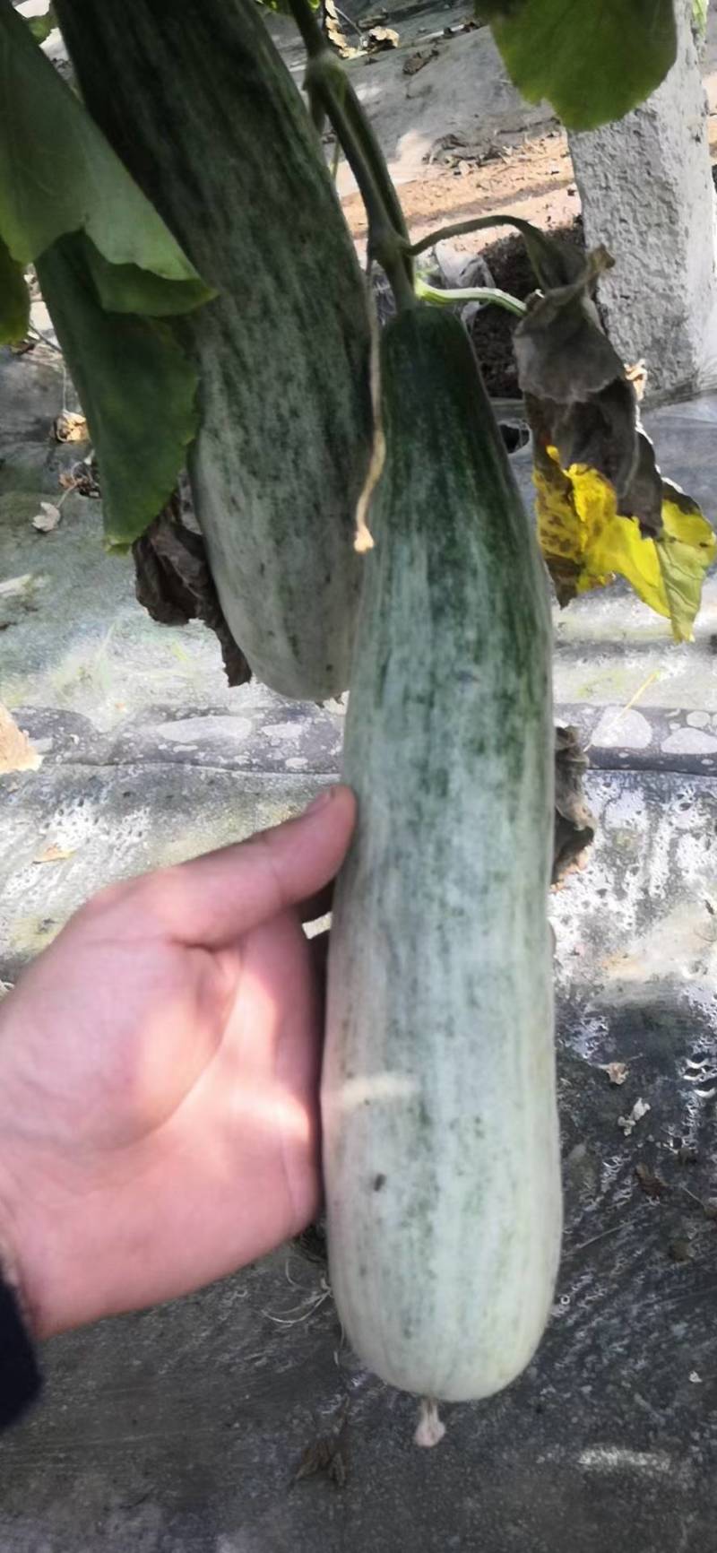 山东昌乐羊角蜜货源充足，量大从优，预购从速，欢迎老板前来