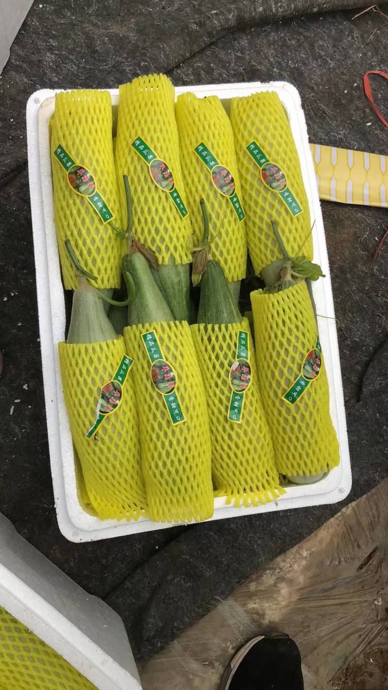 山东昌乐羊角蜜货源充足，量大从优，预购从速，欢迎老板前来
