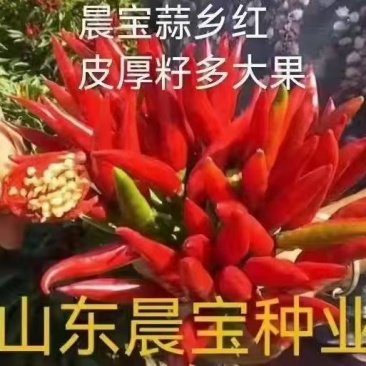 【晨宝种业】金贵宏辣椒种子签合同包回收免费技术指导高产抗