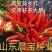【晨宝种业】金贵宏辣椒种子签合同包回收免费技术指导高产抗