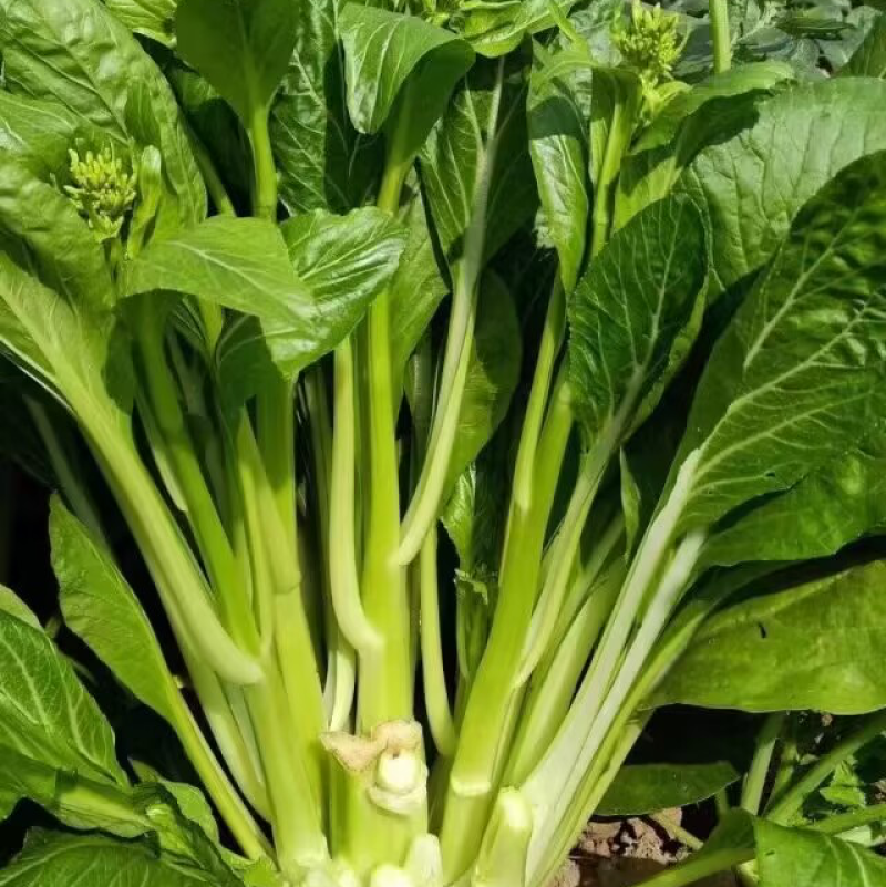 比亚久青玉王子白菜苔种子，早熟，肥嫩脆甜口感好