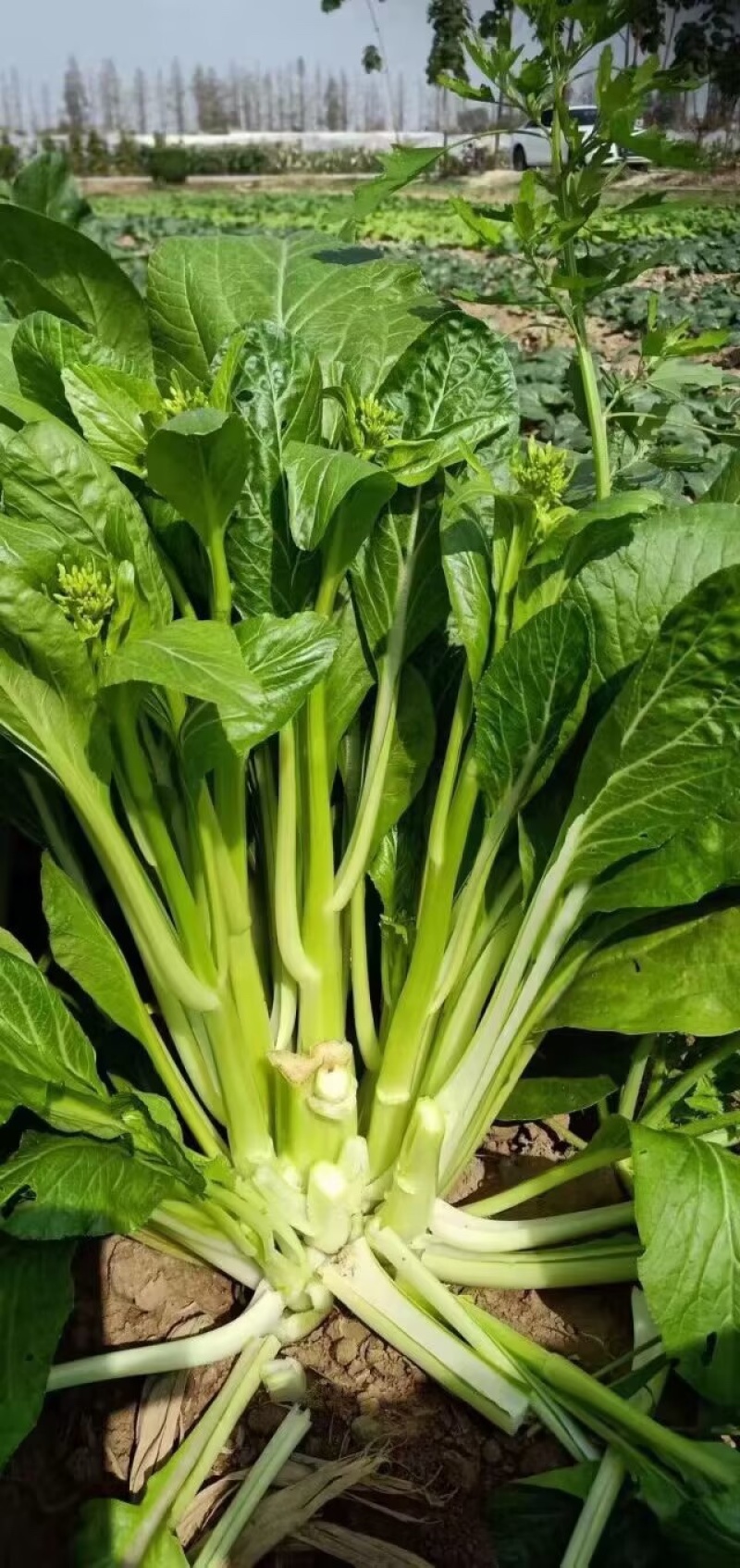 比亚久青玉王子白菜苔种子，早熟，肥嫩脆甜口感好