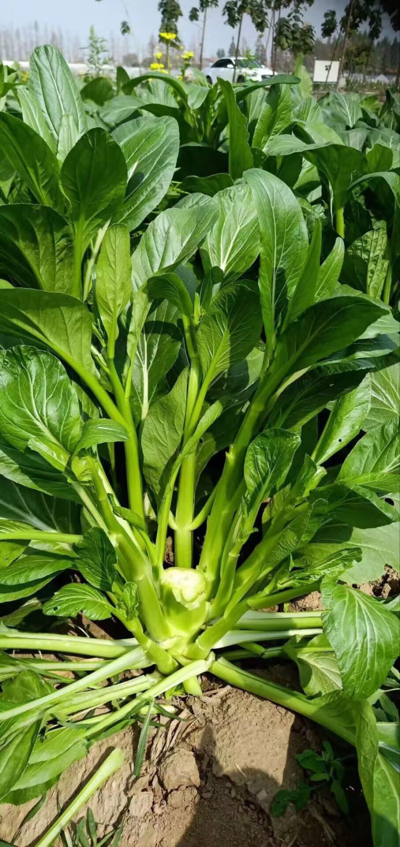 比亚久青玉王子白菜苔种子，早熟，肥嫩脆甜口感好