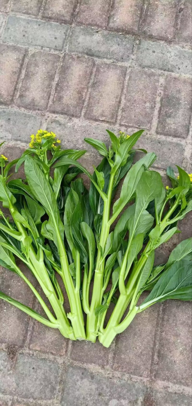 比亚久青玉王子白菜苔种子，早熟，肥嫩脆甜口感好
