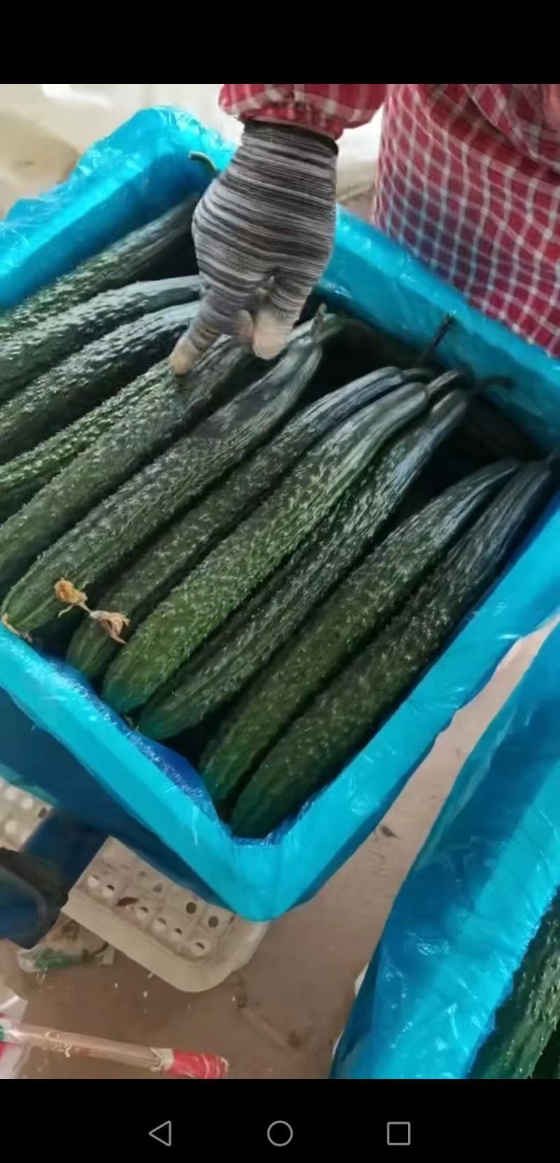 安徽密刺黄瓜大量上市条形好表皮油量万亩种植基地