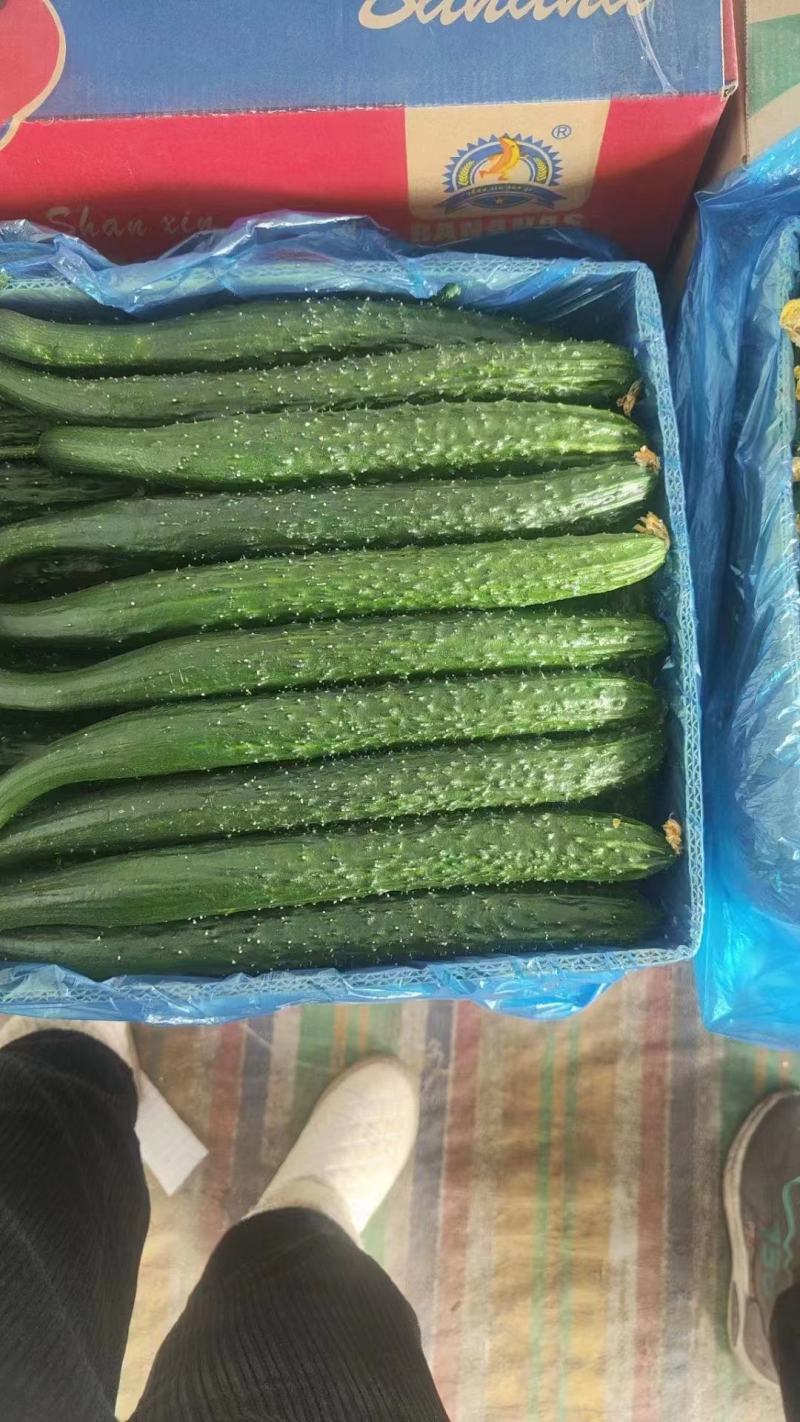 安徽密刺黄瓜大量上市条形好表皮油量万亩种植基地