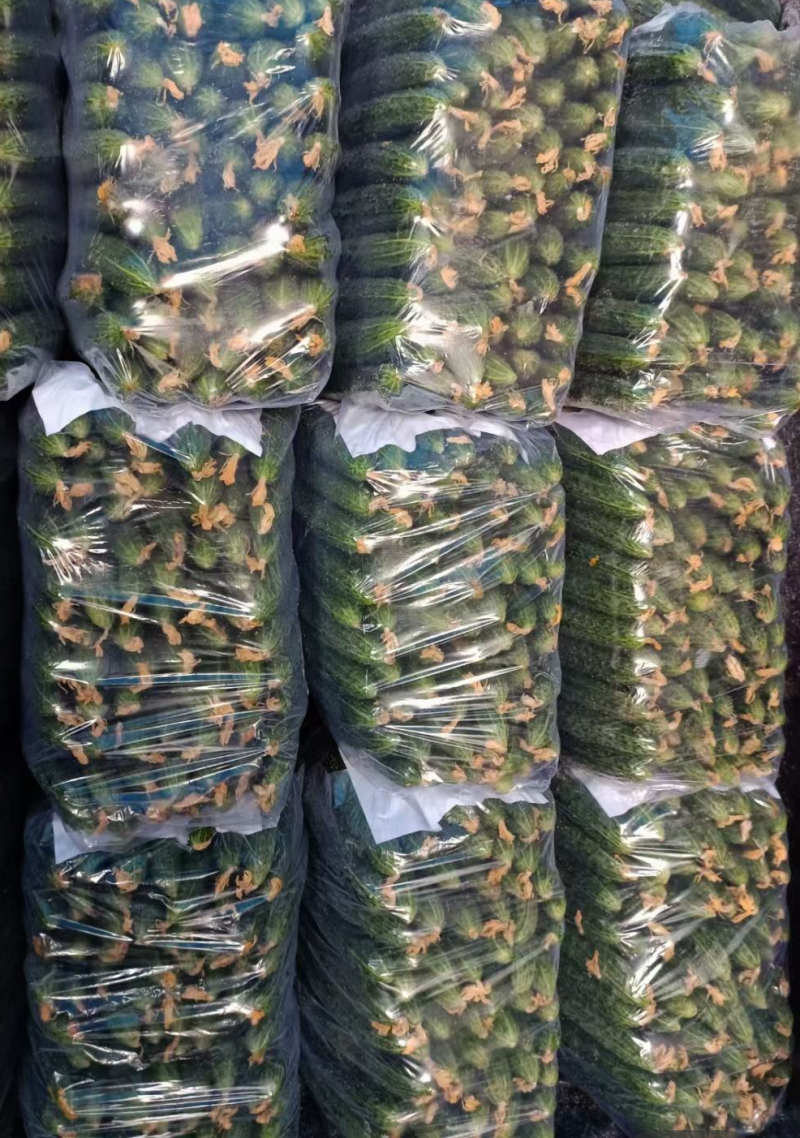安徽密刺黄瓜大量上市条形好表皮油量万亩种植基地