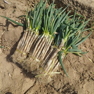 陕西大荔县羊脚葱铁杆大葱产地直供量大从优欢迎联系