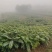 香椿苗