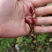 香椿苗