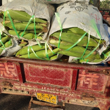 云南糯玉米产地直发，大量供货中欢迎咨询购买