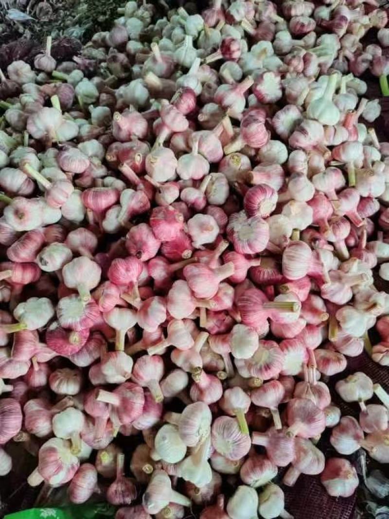 河南紫皮大蒜，个头大质量好，大量上货质量保证