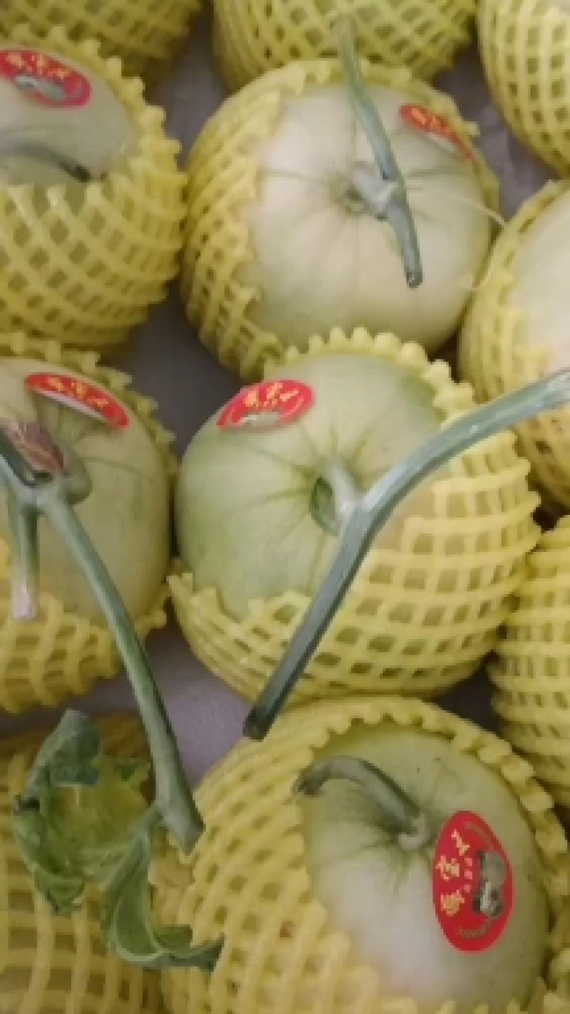 青岛莱西精品甜宝甜瓜，蜜宝甜瓜大量上市，产地直供大量供应