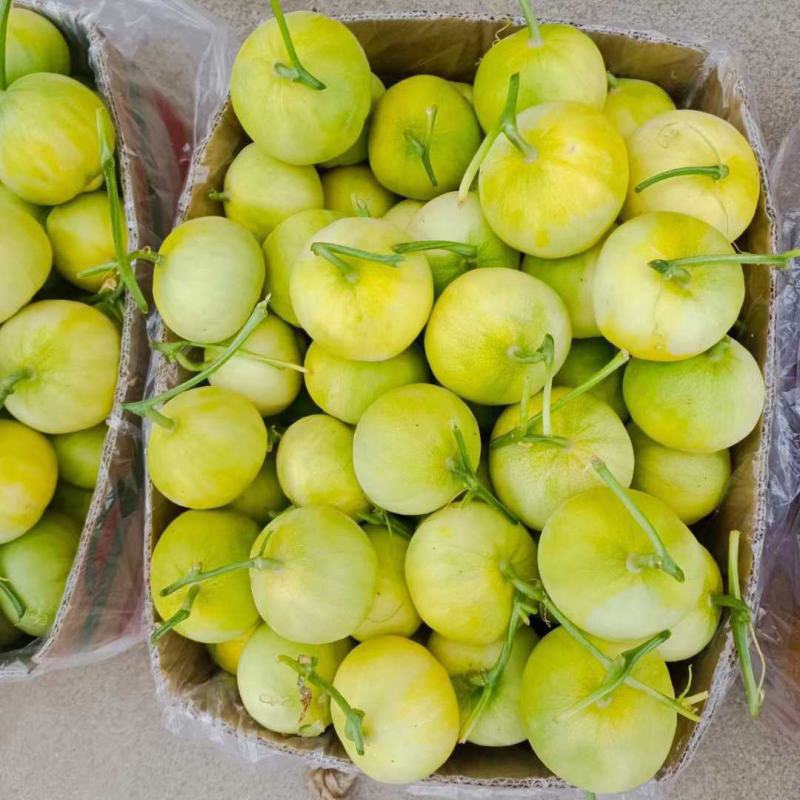 青岛莱西精品甜宝甜瓜，蜜宝甜瓜大量上市，产地直供大量供应