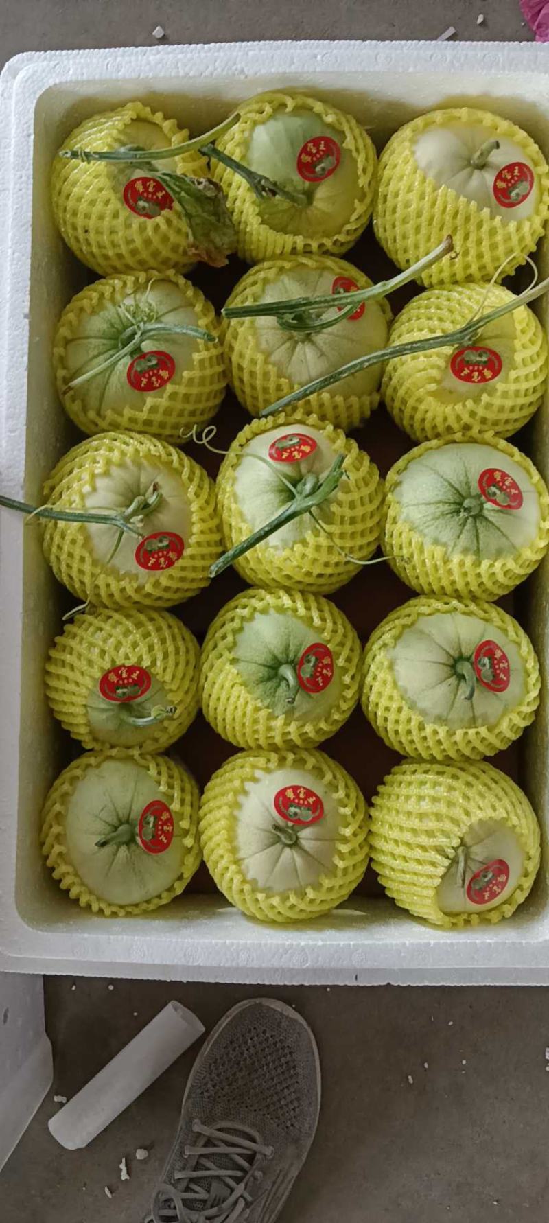 青岛莱西精品甜宝甜瓜，蜜宝甜瓜大量上市，产地直供大量供应