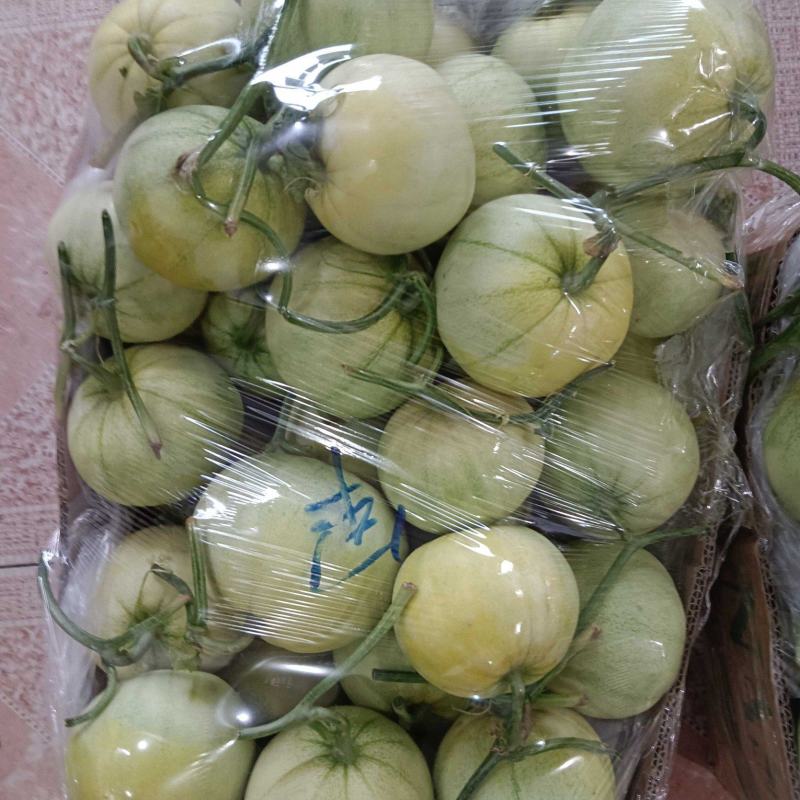 青岛莱西精品甜宝甜瓜，蜜宝甜瓜大量上市，产地直供大量供应