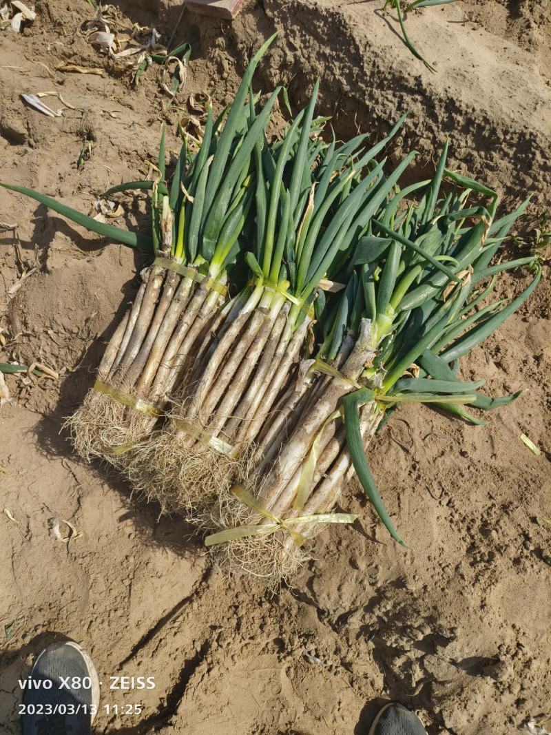 陕西大荔县羊脚葱铁杆大葱产地直供量大从优欢迎联系