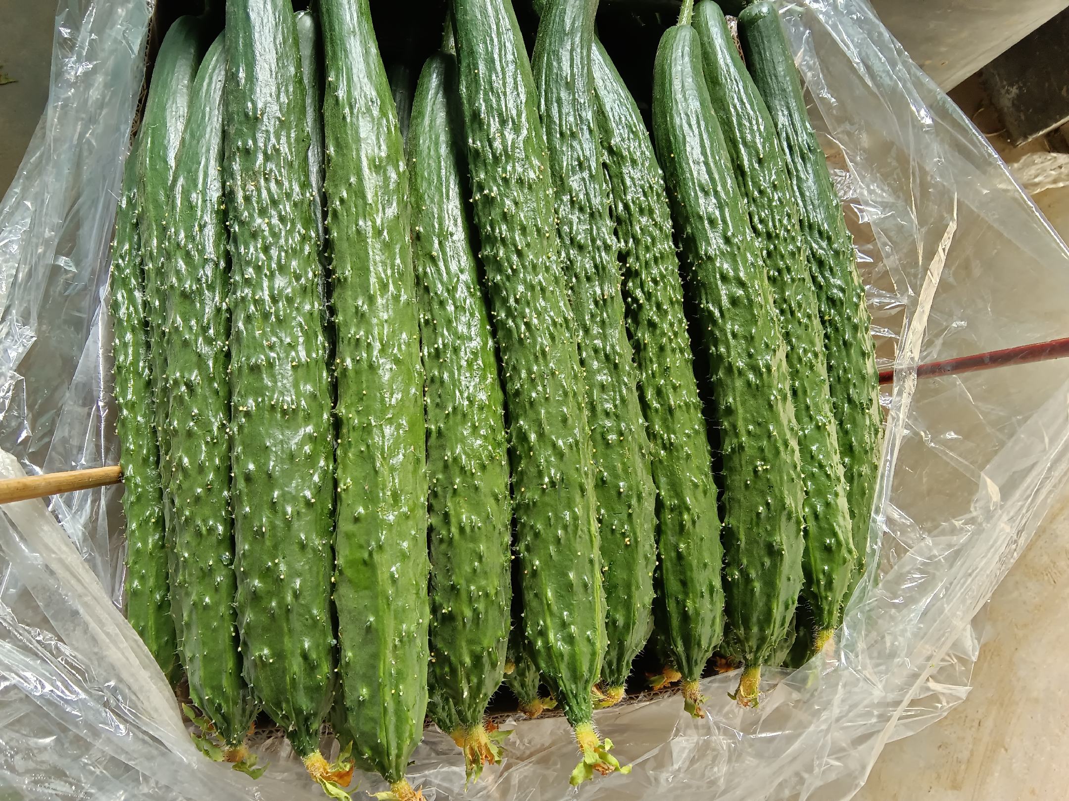 黄瓜切开后的剖面图,清晰可见其高水分含量与细密纹理 黄瓜剖面图展示其水分含量