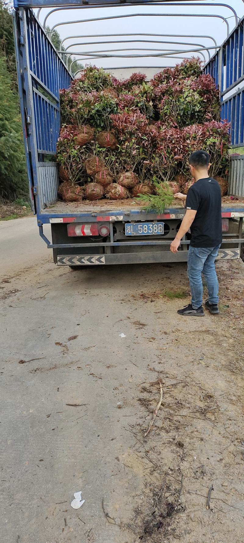 红花继木球