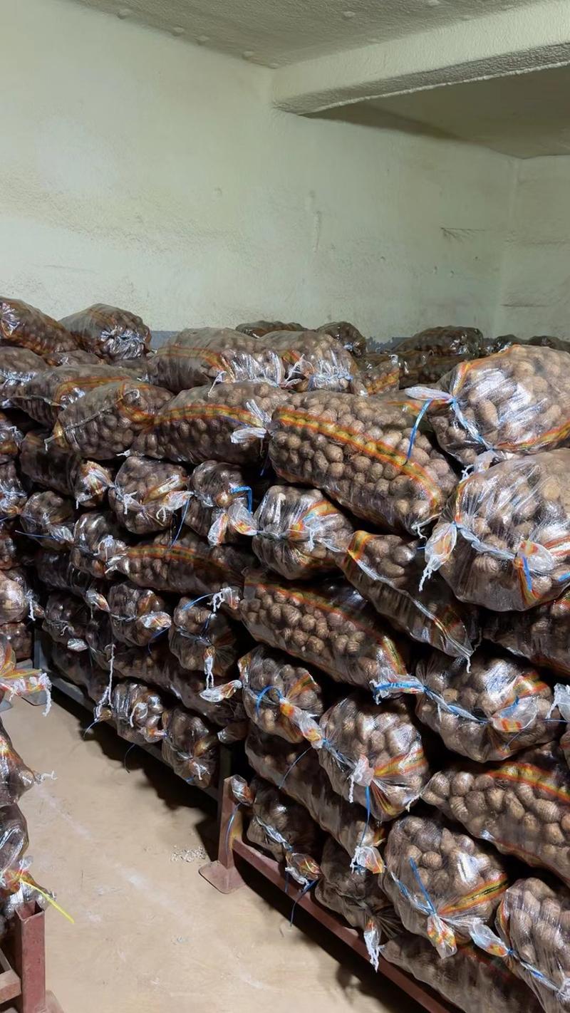 芋头种子8520芋头，基地供货大量现货，保质保量全国供应