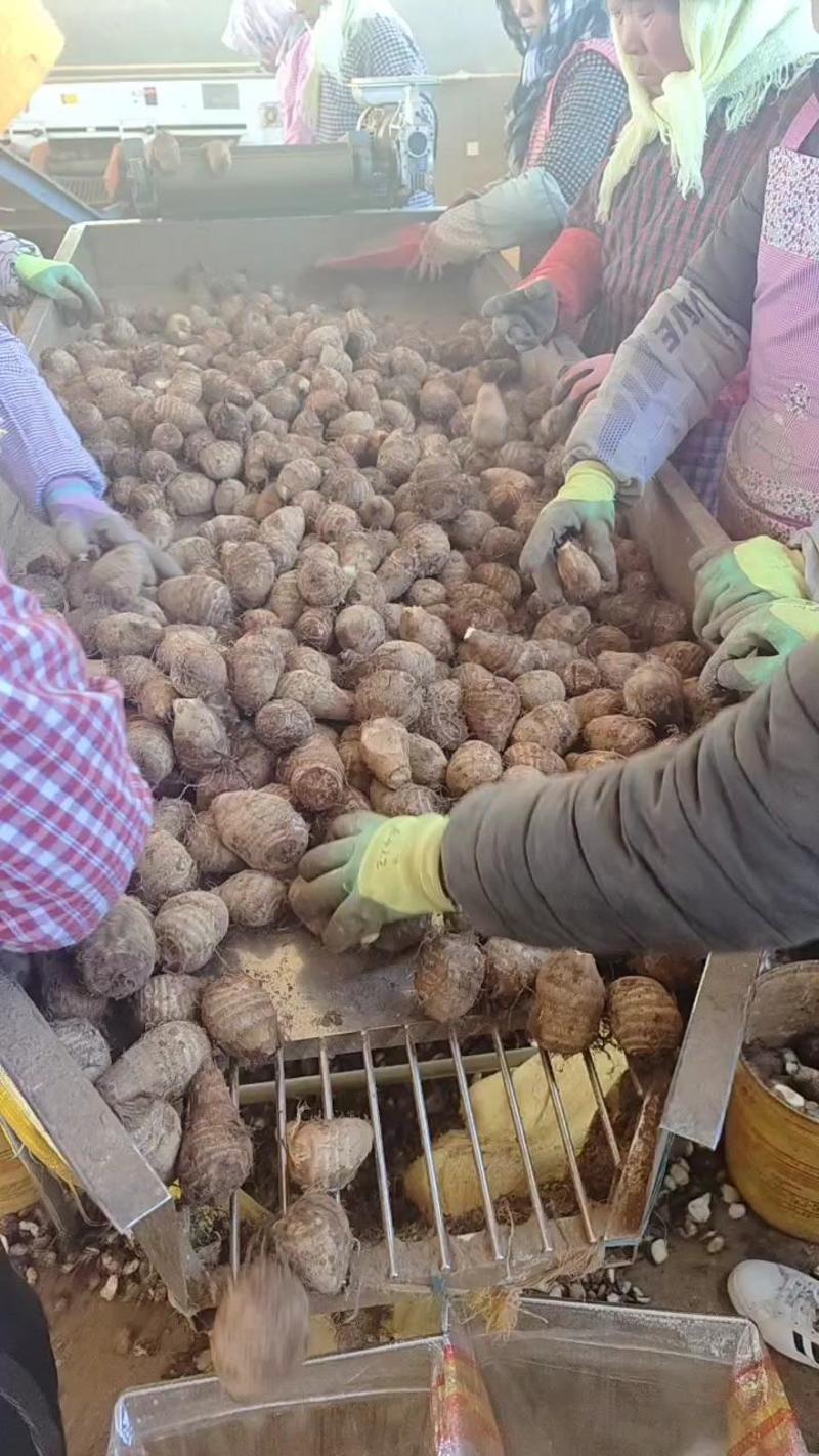 芋头种子8520芋头，基地供货大量现货，保质保量全国供应