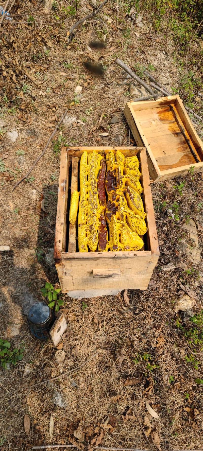 土蜂蜜半科学半传统养殖一刀一刀割出来的土蜂蜜