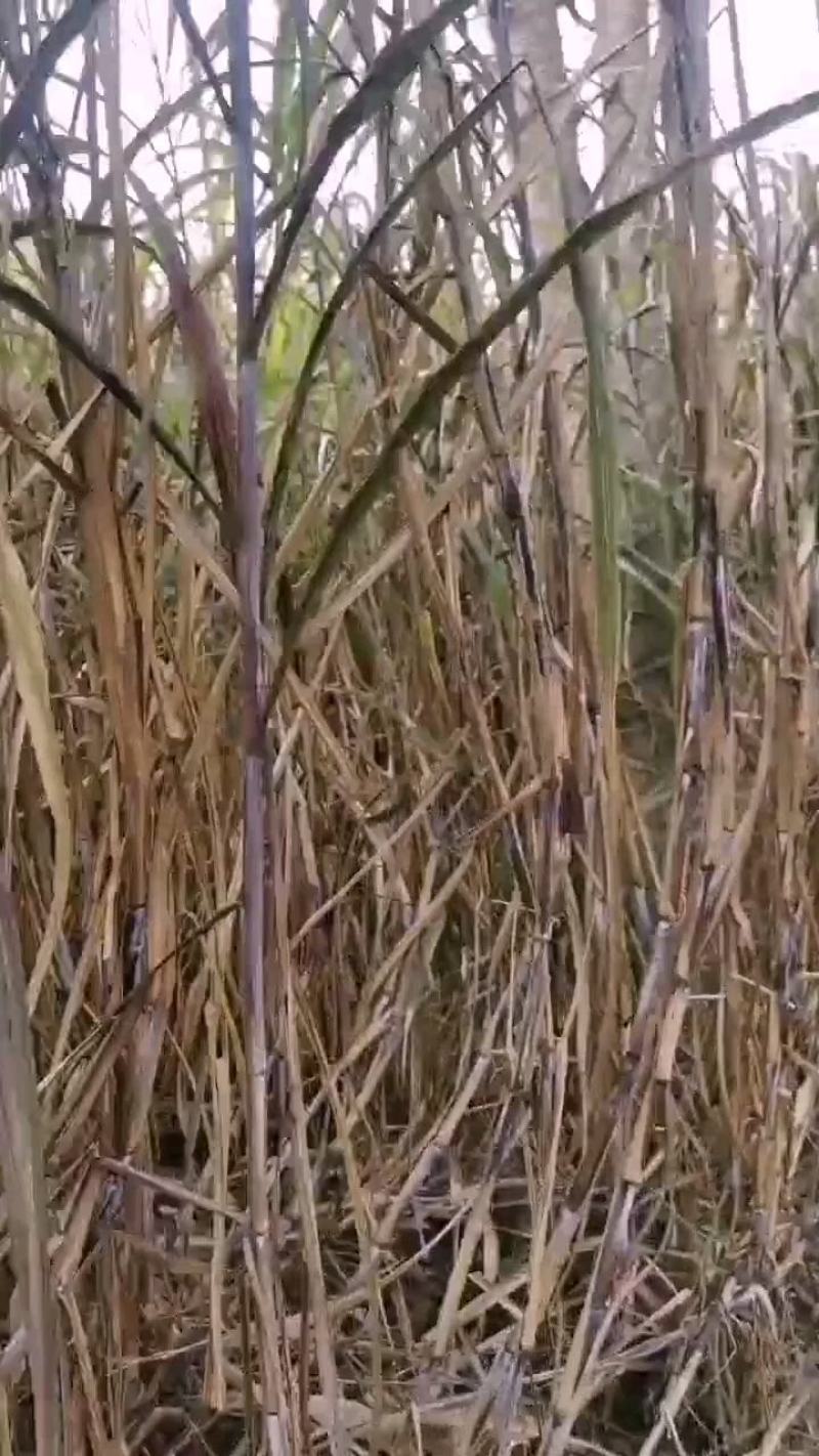 巴西高产红象草芽节牧草原料一手货源质量保证欢迎电联