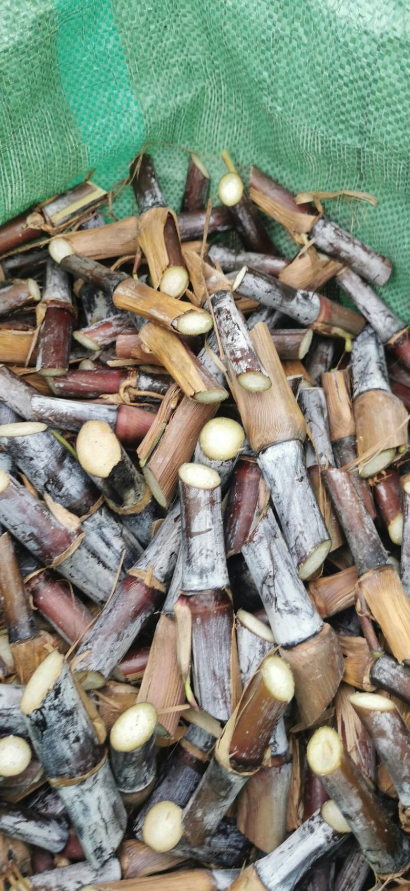 巴西高产红象草芽节牧草原料一手货源质量保证欢迎电联
