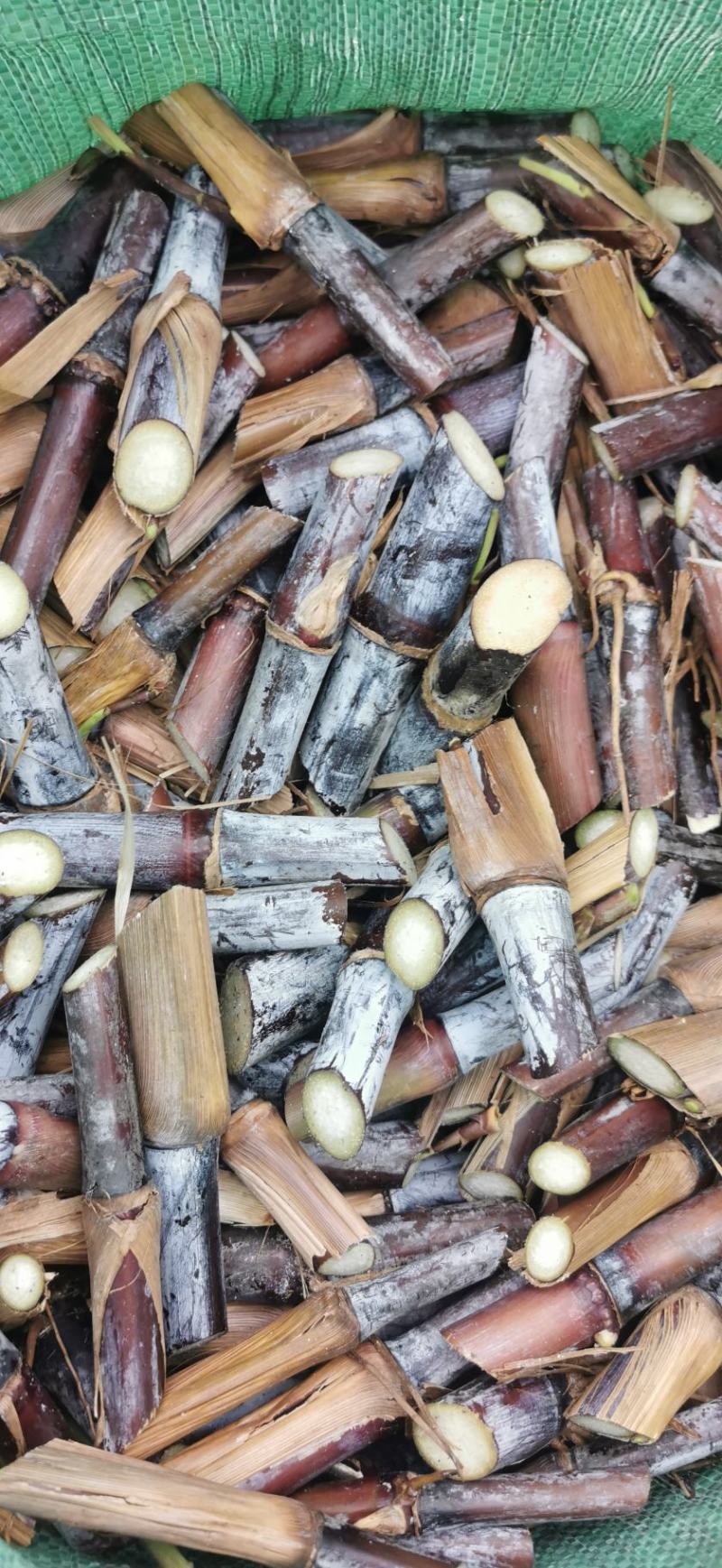 巴西高产红象草芽节牧草原料一手货源质量保证欢迎电联